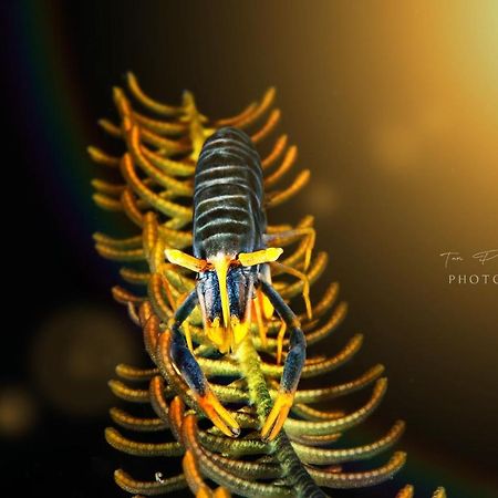K2 Lembeh Dive Resort Bitung Luaran gambar