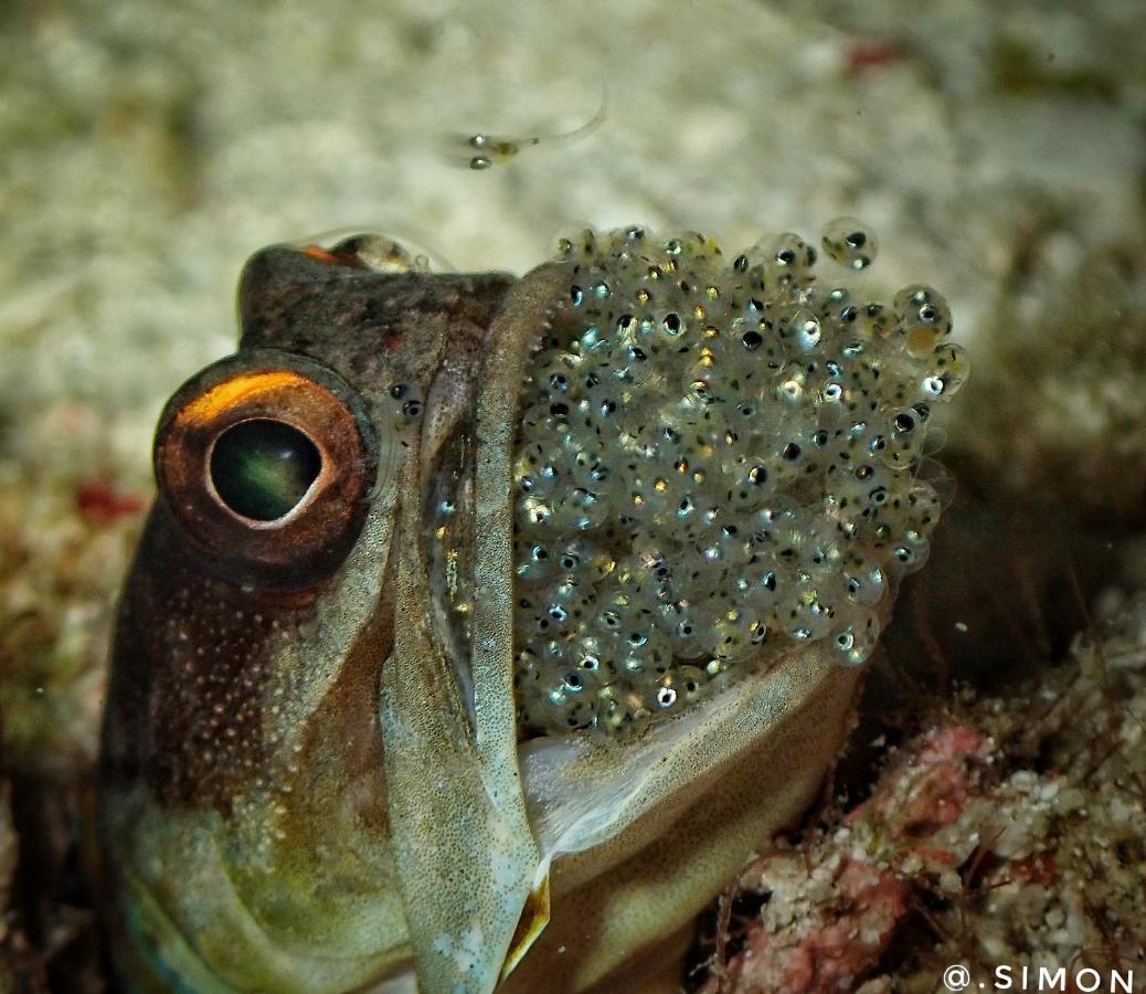 K2 Lembeh Dive Resort Bitung Luaran gambar