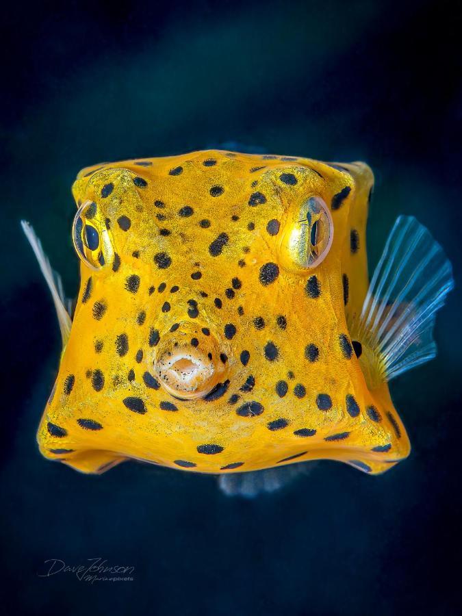 K2 Lembeh Dive Resort Bitung Luaran gambar