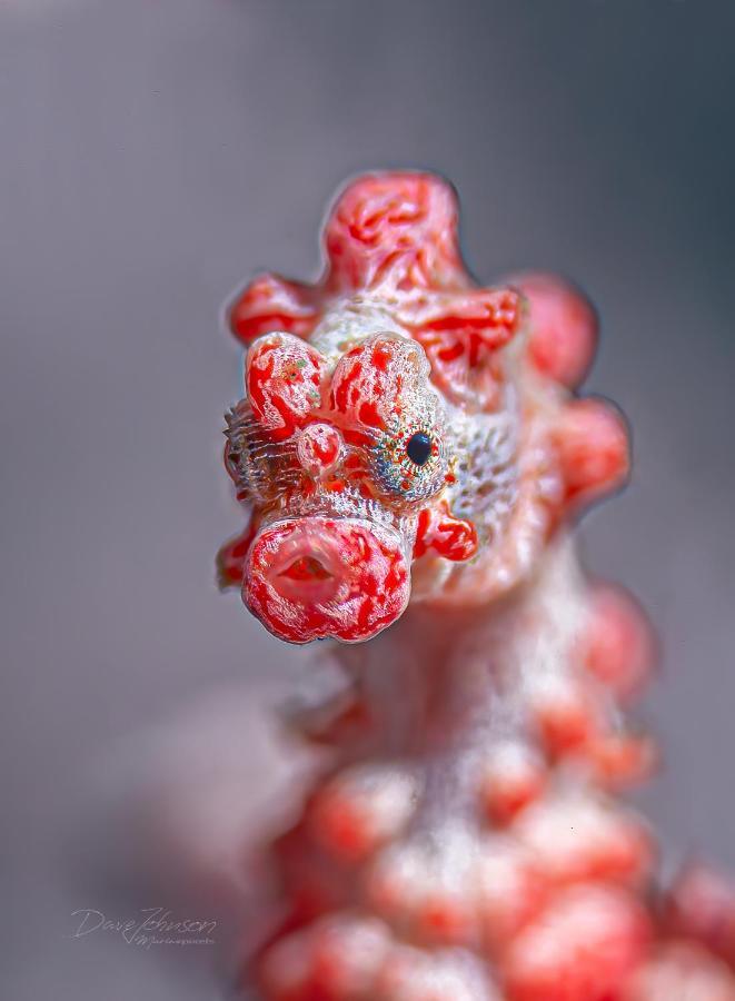 K2 Lembeh Dive Resort Bitung Luaran gambar