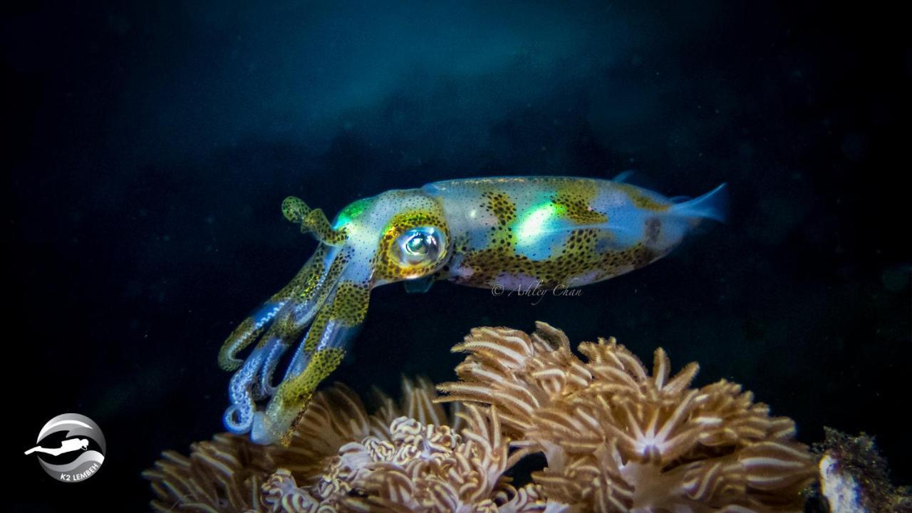 K2 Lembeh Dive Resort Bitung Luaran gambar