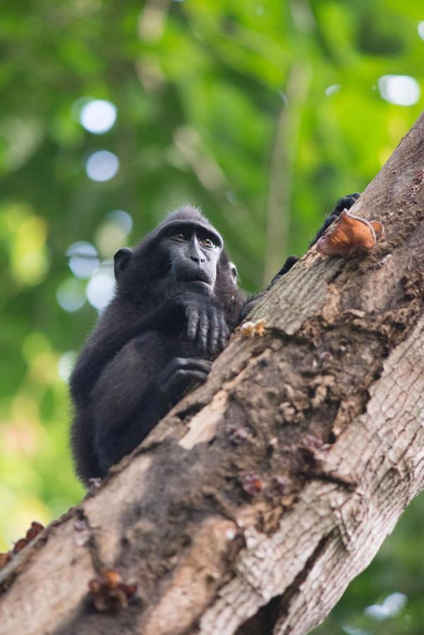 K2 Lembeh Dive Resort Bitung Luaran gambar